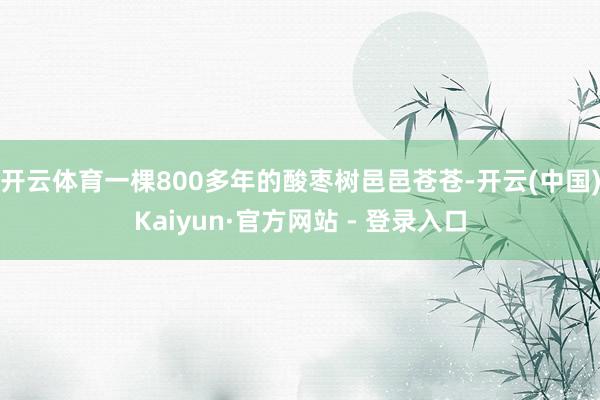 开云体育一棵800多年的酸枣树邑邑苍苍-开云(中国)Kaiyun·官方网站 - 登录入口